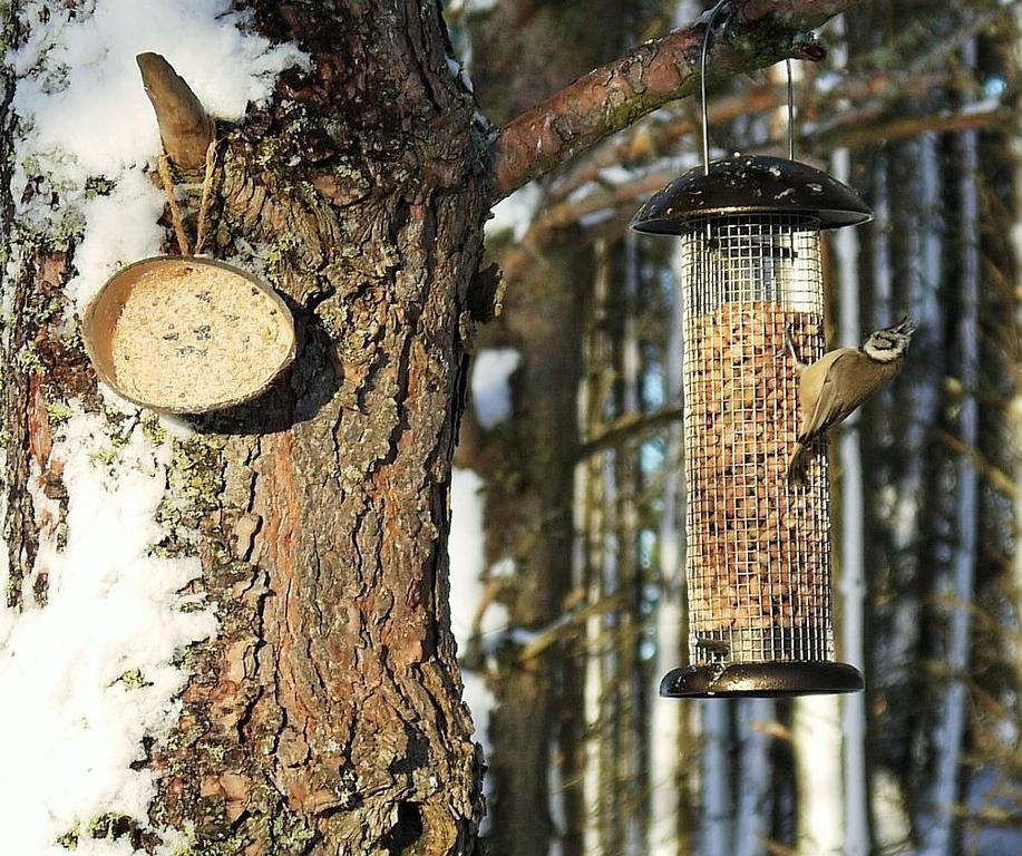 Bed and Breakfast Dava School House Grantown-on-Spey Экстерьер фото